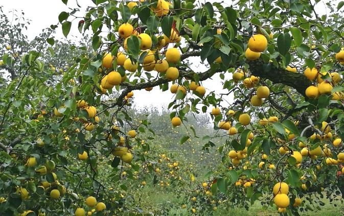 六、中國特色農(nóng)產(chǎn)品優(yōu)勢(shì)區(qū)創(chuàng)建