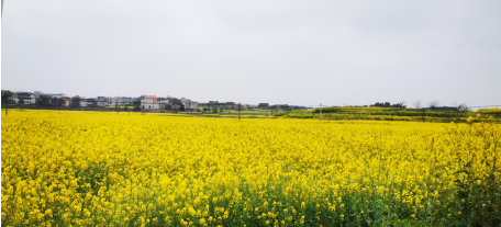 壯大特色優(yōu)勢(shì)產(chǎn)業(yè)，栗江鎮(zhèn)創(chuàng)建國家農(nóng)業(yè)產(chǎn)業(yè)強(qiáng)鎮(zhèn)可期