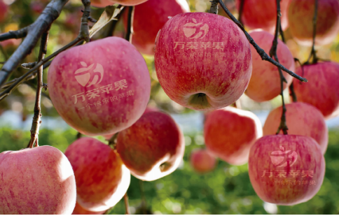 依托蘋(píng)果和香菇兩大特色優(yōu)勢(shì)產(chǎn)業(yè)，萬(wàn)榮縣積極申創(chuàng)國(guó)家農(nóng)業(yè)現(xiàn)代化示范區(qū)