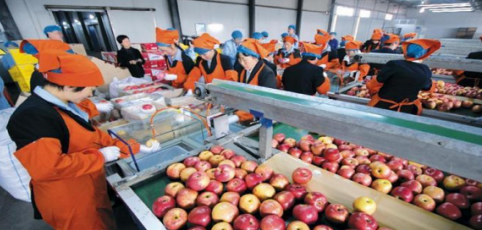 依托蘋(píng)果和香菇兩大特色優(yōu)勢(shì)產(chǎn)業(yè)，萬(wàn)榮縣積極申創(chuàng)國(guó)家農(nóng)業(yè)現(xiàn)代化示范區(qū)